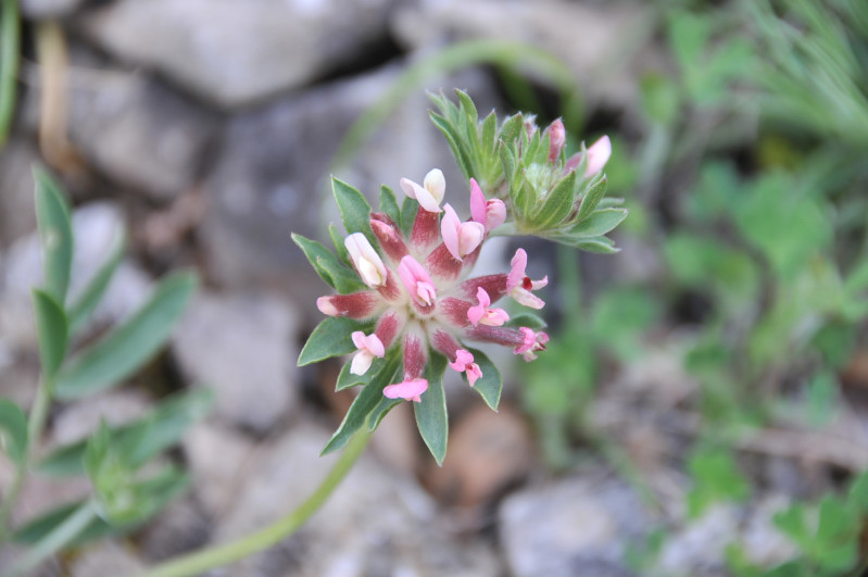 Anthyllis vulneraria / Vulneraria comune